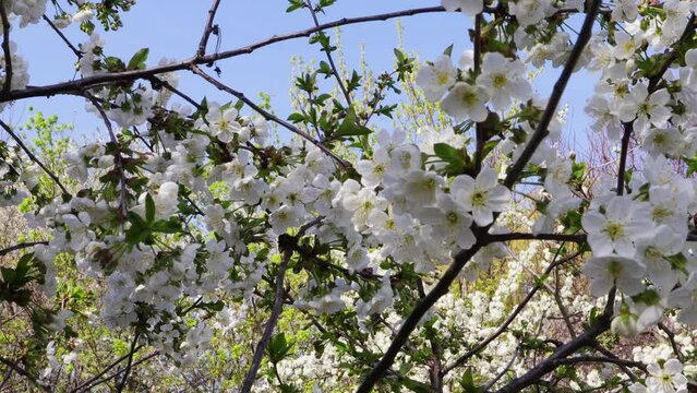 flowering branches of the cherry tree