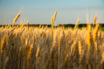 Golden wheat field at sunrise early in the morning with beautiful horizon and blue sky in background, harvesting time in summer, yellow wheat ears and spikes on long stem at sunlight. Ukraine.  © Oleksandr Smushko