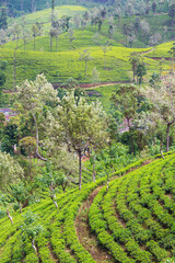 Tea plantation