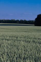 Wheat field. Green wheat grows on the field. Blue sky, field, power wires