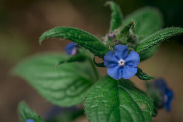 Macro close-up photo of purple flower Pentaglottis sempervirens. selective