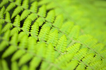Green fresh fronds of fern natural macro floral background