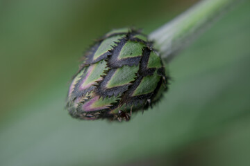 Cyanus montanus, Blue Cyanus montanus flowers in the garden, background