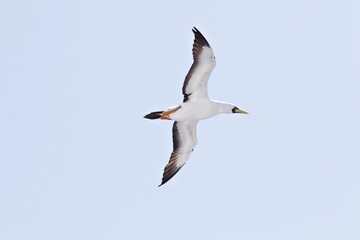 Fototapeta premium Strumvogel im Flug