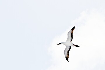 Nahaufnahme Sturmvogel im Flug