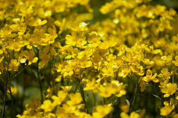 Flora of Gran Canaria - bright yellow flowers of Ranunculus cortusifolius, Canary buttercup natural macro floral background
