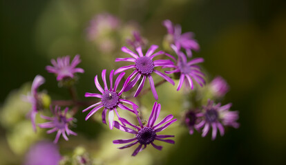Flora of Gran Canaria - magenta flowers of Pericallis webbii, endemic to the island