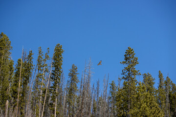 A falcon or hawk flies through the air at State Forest State Park in the Rocky Mountains of Colorado