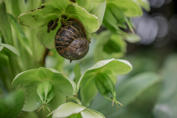 snail on a leaf