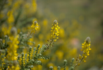 Obraz premium Flora of Gran Canaria - flowering Adenocarpus foliolosus, Canary Island flatpod natural macro floral background 