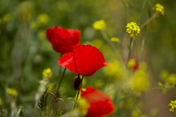 Obraz premium Flora of Gran Canaria - Papaver rhoeas, common poppy background 