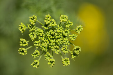 Flora of Gran Canaria - Todaroa montana, plant endemic to the Canary Islands, natural macro floral background
