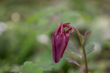 Beautiful garden flower in the summer. Aquilegia blue, pink, purple bud.