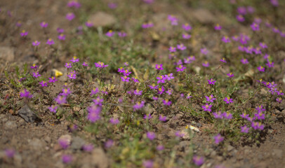 Obraz premium Flora of Gran Canaria - Spergularia fimbriata, fringed sandspurry, natural macro floral background 