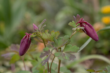 Beautiful garden flower in the summer. Aquilegia blue, pink, purple bud.