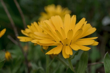 orange flower  in the garden natural background