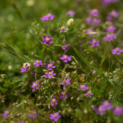 Obraz premium Flora of Gran Canaria - Spergularia fimbriata, fringed sandspurry, natural macro floral background 