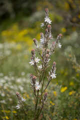 Flora of Gran Canaria -  Asphodelus ramosus, branched asphodel, floral background
