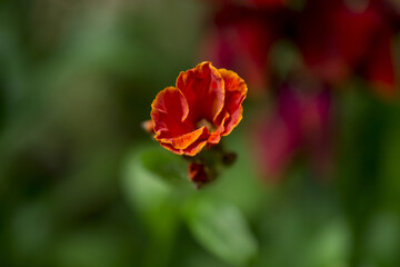 orange flower  in the garden, background