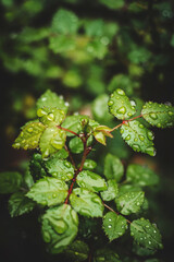 green leaves on the tree