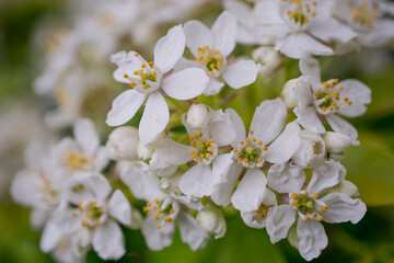 White flower blossom  Choisya ternata Kunth family Rutaceae