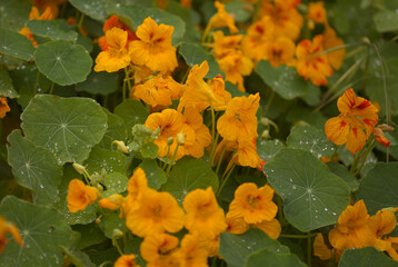 Flora of Gran Canaria -  Tropaeolum majus, the garden nasturtium, introduced and invasive plant, edible, natural macro floral background
