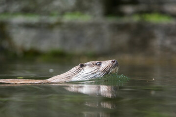 A picture of a otter