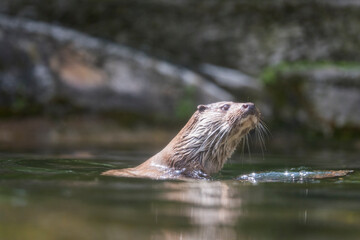A picture of a otter
