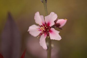 Horticulture of Gran Canaria -  almond trees blooming in Tejeda in January, macro floral background