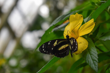 Black butterfly sitting on a flower, insect