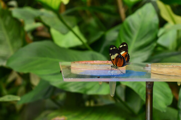 Black-red butterfly sitting on the table in the greenhouse