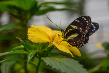 Black butterfly sitting on a yellow flower