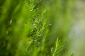 medicinal plant rosemary natural macro floral background