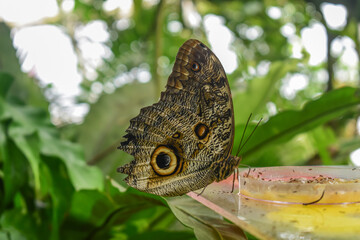Mottled butterfly sitting on the table in the greenhouse