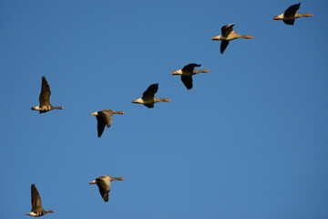 Obraz premium Group of Greylag Geese in flight