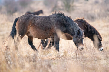 European wild horses in Milovice Nature Reserve, Czech Republic. Equus ferus ferus