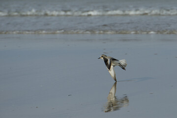 Sandpiper in flight
