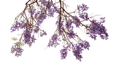 Flowers of blue jacaranda, Jacaranda mimosifolia, isolated on white 