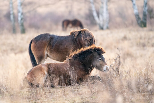 Exmoor pony horses in Milovice Nature Reserve, Czech Republic