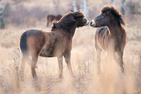 European wild horses in the natural habitat. Equus ferus ferus