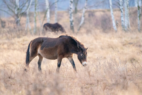 European wild horses. Wild horse on grassland