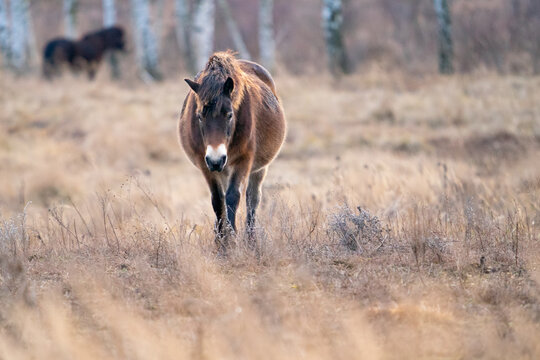European wild horse walking to the front of camera. Equus ferus ferus