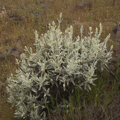 Flora of Gran Canaria - Sideritis dasygnaphala, white mountain tea of Gran Canaria, endemic, natural macro floral background