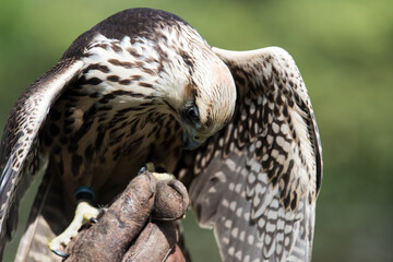A picture of an hawk