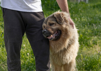 Beautiful long haired Russian Caucasian Shepherd dog