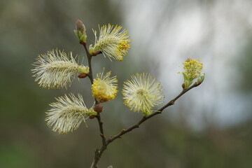 Öhrchenweiden in voller Blüte, Salix aurita