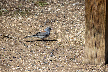 A dark eyed junco stands on the ground foraging for birdseed in the Rocky Mountains of Colorado