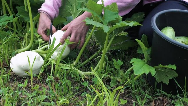 Harvest organic Pattypan squash in the garden. A farmer picks ripe cucurbita pepo squash in her garden plot close up view lifestyle scene