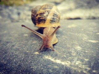 Snail