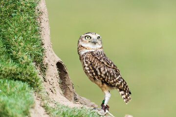 A picture of a owl
